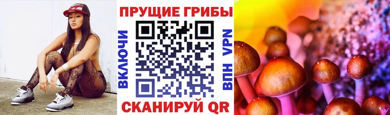 Купить закладки  Краснознаменск  Галлюциногенные грибы мицелий 